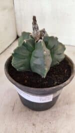 MATRIZ ASTROPHYTUM cv KIKKO  Nº 1041 – vaso 15 - Imagem 9