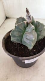 MATRIZ ASTROPHYTUM cv KIKKO  Nº 1041 – vaso 15 - Imagem 8