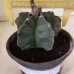 MATRIZ ASTROPHYTUM cv KIKKO  Nº 1041 – vaso 15