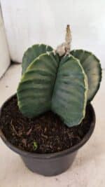 ASTROPHYTUM cv KIKKO Nº 1042 "Variegata" - vaso 15 - Imagem 9