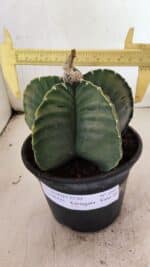 ASTROPHYTUM cv KIKKO Nº 1042 "Variegata" - vaso 15 - Imagem 4