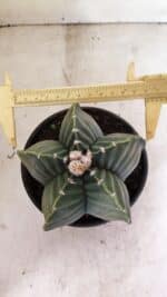 ASTROPHYTUM cv KIKKO Nº 1042 "Variegata" - vaso 15