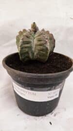 MATRIZ ASTROPHYTUM cv KIKKO Nº 1077 – vaso 15 - Imagem 2