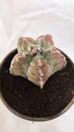 MATRIZ ASTROPHYTUM cv KIKKO Nº 1077 – vaso 15 - Imagem 9