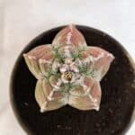 MATRIZ ASTROPHYTUM cv KIKKO Nº 1077 – vaso 15