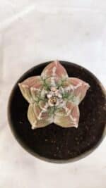 MATRIZ ASTROPHYTUM cv KIKKO Nº 1077 – vaso 15