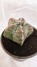 MATRIZ ASTROPHYTUM cv KIKKO Nº 1077 – vaso 15 - Imagem 8