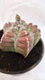 MATRIZ ASTROPHYTUM cv KIKKO Nº 1077 – vaso 15 - Imagem 5