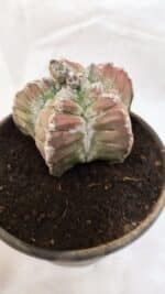 MATRIZ ASTROPHYTUM cv KIKKO Nº 1077 – vaso 15 - Imagem 6