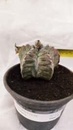 MATRIZ ASTROPHYTUM cv KIKKO Nº 1077 – vaso 15 - Imagem 4