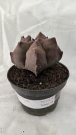 ASTROPHYTUM cv KIKKO Nº 1078 - vaso 11 - Imagem 8