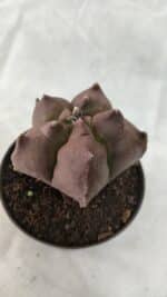 ASTROPHYTUM cv KIKKO Nº 1078 - vaso 11 - Imagem 7