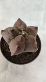 ASTROPHYTUM cv KIKKO Nº 1078 - vaso 11 - Imagem 5