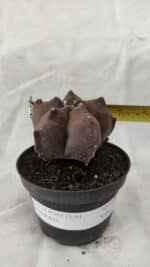 ASTROPHYTUM cv KIKKO Nº 1078 - vaso 11 - Imagem 4