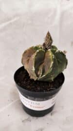 ASTROPHYTUM cv KIKKO "Exótico" Nº 1079 – vaso 09 - Imagem 2