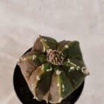 ASTROPHYTUM cv KIKKO "Exótico" Nº 1079 – vaso 09