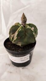 ASTROPHYTUM cv KIKKO "Exótico" Nº 1079 – vaso 09 - Imagem 8