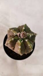 ASTROPHYTUM cv KIKKO "Exótico" Nº 1079 – vaso 09 - Imagem 5