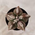 ASTROPHYTUM cv KIKKO Nº 1080 – vaso 09