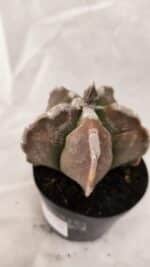 ASTROPHYTUM cv KIKKO Nº 1080 – vaso 09 - Imagem 8