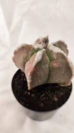 ASTROPHYTUM cv KIKKO Nº 1080 – vaso 09 - Imagem 7