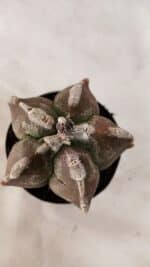 ASTROPHYTUM cv KIKKO Nº 1080 – vaso 09 - Imagem 3
