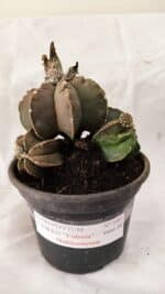 MATRIZ ASTROPHYTUM cv KIKKO "Colonia - Multicostatum" Nº 1081 – vaso 15 - Imagem 2