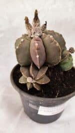 MATRIZ ASTROPHYTUM cv KIKKO "Colonia - Multicostatum" Nº 1081 – vaso 15 - Imagem 5