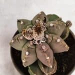 MATRIZ ASTROPHYTUM cv KIKKO "Colonia - Multicostatum" Nº 1081 – vaso 15