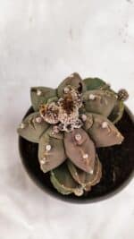 MATRIZ ASTROPHYTUM cv KIKKO "Colonia - Multicostatum" Nº 1081 – vaso 15