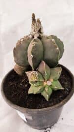 MATRIZ ASTROPHYTUM cv KIKKO "Colonia - Multicostatum" Nº 1081 – vaso 15 - Imagem 6