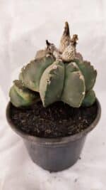 MATRIZ ASTROPHYTUM cv KIKKO "Colonia - Multicostatum" Nº 1081 – vaso 15 - Imagem 7