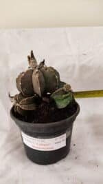 MATRIZ ASTROPHYTUM cv KIKKO "Colonia - Multicostatum" Nº 1081 – vaso 15 - Imagem 4