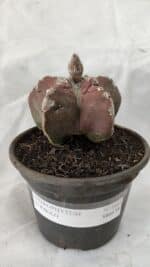 MATRIZ ASTROPHYTUM cv KIKKO Nº 1083 – vaso 15 - Imagem 2