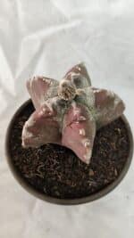 MATRIZ ASTROPHYTUM cv KIKKO Nº 1083 – vaso 15 - Imagem 8