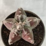 MATRIZ ASTROPHYTUM cv KIKKO Nº 1083 – vaso 15