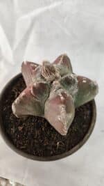 MATRIZ ASTROPHYTUM cv KIKKO Nº 1083 – vaso 15 - Imagem 7