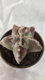 MATRIZ ASTROPHYTUM cv KIKKO Nº 1083 – vaso 15 - Imagem 6