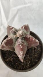 MATRIZ ASTROPHYTUM cv KIKKO Nº 1083 – vaso 15 - Imagem 5