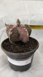 MATRIZ ASTROPHYTUM cv KIKKO Nº 1083 – vaso 15 - Imagem 4