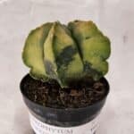 ASTROPHYTUM cv KIKKO Nº 1084 "Variegata" - vaso 09