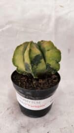 ASTROPHYTUM cv KIKKO Nº 1084 "Variegata" - vaso 09