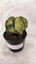 ASTROPHYTUM cv KIKKO Nº 1084 "Variegata" - vaso 09 - Imagem 5