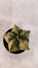 ASTROPHYTUM cv KIKKO Nº 1084 "Variegata" - vaso 09 - Imagem 3