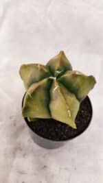 ASTROPHYTUM cv KIKKO Nº 1084 "Variegata" - vaso 09 - Imagem 7