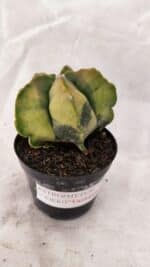 ASTROPHYTUM cv KIKKO Nº 1084 "Variegata" - vaso 09 - Imagem 6