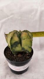 ASTROPHYTUM cv KIKKO Nº 1084 "Variegata" - vaso 09 - Imagem 4