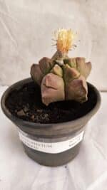 ASTROPHYTUM cv KIKKO Nº 1085  - vaso 15 - Imagem 2