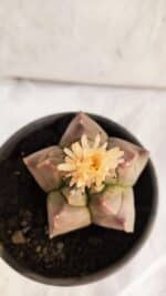 ASTROPHYTUM cv KIKKO Nº 1085  - vaso 15 - Imagem 9
