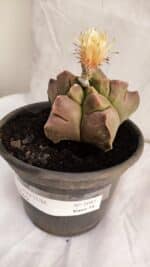 ASTROPHYTUM cv KIKKO Nº 1085  - vaso 15 - Imagem 8